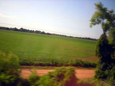 Mississippi fields